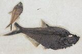 Wide, Framed Fossil Fish (Diplomystus) Plate - Wyoming #79366-1